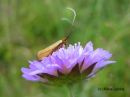 Nemophora_metallica_kultasurviaiskoi_6_7_2018_28229.jpg