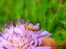 Nemophora_metallica_kultasurviaiskoi_koiras_9_7_2015.jpg