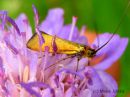 Nemophora_metallica_kultasurviaiskoi_koiras_9_7_2015_1.jpg