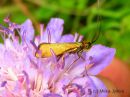 Nemophora_metallica_kultasurviaiskoi_koiras_9_7_2015_28229.jpg