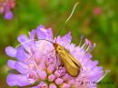 Nemophora_metallica_kultasurviaiskoi_naaras_9_7_2015.jpg