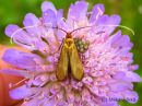 Nemophora_metallica_kultasurviaiskoi_naaras_9_7_2015_28229.jpg