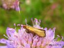 Nemophora_metallica_kultasurviaiskoi_naaras_9_7_2015_28329.jpg