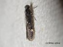 Neofriseria_peliella_kalliokeulakoi_5_7_2017_28229.jpg