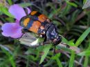 Nicrophorus_vespilloides_pikkuturkkilo_IMG_2131.jpg