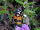 Nicrophorus_vespilloides_pikkuturkkilo_IMG_2133.jpg