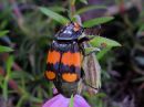 Nicrophorus_vespilloides_pikkuturkkilo_IMG_2137.jpg