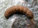 Noctua_fimbriata_larva_lounaanmorsiusyokkonen_toukka_IMG_4303.JPG