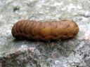 Noctua_fimbriata_larva_lounaanmorsiusyokkonen_toukka_IMG_4305.JPG