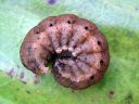 Noctua_fimbriata_larva_lounaanmorsiusyokkonen_toukka_IMG_4309.JPG