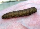 Noctua_fimbriata_larva_lounaanmorsiusyokkonen_toukka_IMG_4318.JPG