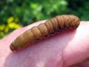 Noctua_fimbriata_larva_lounaanmorsiusyokkonen_toukka_IMG_4319.JPG