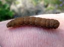 Noctua_fimbriata_larva_lounaanmorsiusyokkonen_toukka_IMG_4320.JPG