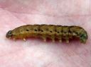 Noctua_fimbriata_larva_lounaanmorsiusyokkonen_toukka_IMG_5141.JPG