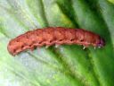 Noctua_fimbriata_larva_lounaanmorsiusyokkonen_toukka_IMG_5142.JPG