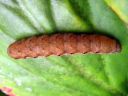 Noctua_fimbriata_larva_lounaanmorsiusyokkonen_toukka_IMG_5143.JPG