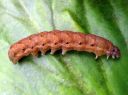 Noctua_fimbriata_larva_lounaanmorsiusyokkonen_toukka_IMG_5144.JPG