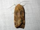 Noctua_fimbriata_lounaanmorsiusyokkonen_IMG_7492.JPG