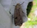 Noctua_pronuba_isomorsiusyokkonen_IMG_1364.jpg