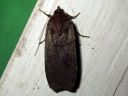 Noctua_pronuba_isomorsiusyokkonen_IMG_6391.JPG