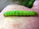 Noctua_pronuba_larva_isomorsiusyokkonen_toukka_IMG_0719.JPG