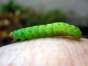 Noctua_pronuba_larva_isomorsiusyokkonen_toukka_IMG_0720.JPG