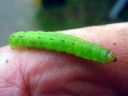 Noctua_pronuba_larva_isomorsiusyokkonen_toukka_IMG_0723.JPG