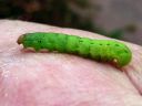 Noctua_pronuba_larva_isomorsiusyokkonen_toukka_IMG_0727.JPG