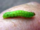 Noctua_pronuba_larva_isomorsiusyokkonen_toukka_IMG_0729.JPG