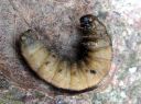 Noctua_pronuba_larva_isomorsiusyokkonen_toukka_IMG_0894.JPG