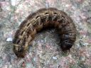 Noctua_pronuba_larva_isomorsiusyokkonen_toukka_IMG_0896.JPG