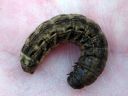 Noctua_pronuba_larva_isomorsiusyokkonen_toukka_IMG_0900.JPG