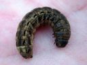 Noctua_pronuba_larva_isomorsiusyokkonen_toukka_IMG_0901.JPG