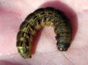 Noctua_pronuba_larva_isomorsiusyokkonen_toukka_IMG_0903.JPG