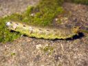 Noctua_pronuba_larva_isomorsiusyokkonen_toukka_IMG_1353.JPG