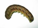 Noctua_pronuba_larva_isomorsiusyokkonen_toukka_IMG_3914.JPG