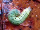 Noctua_pronuba_larva_isomorsiusyokkonen_toukka_IMG_6495.JPG