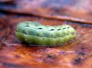 Noctua_pronuba_larva_isomorsiusyokkonen_toukka_IMG_6497.JPG