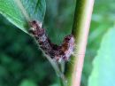 Nola_confusalis_larva_leppavenhokas_toukka_IMG_1443.jpg