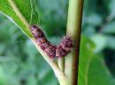 Nola_confusalis_larva_leppavenhokas_toukka_IMG_1444.jpg