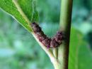 Nola_confusalis_larva_leppavenhokas_toukka_IMG_1445.jpg