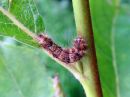 Nola_confusalis_larva_leppavenhokas_toukka_IMG_1447.jpg