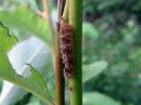 Nola_confusalis_larva_leppavenhokas_toukka_IMG_1449.jpg