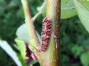 Nola_confusalis_larva_leppavenhokas_toukka_IMG_1450.jpg