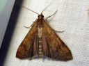 Nomophila_noctuella_vaelluskoisa_IMG_2197.JPG