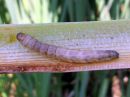 Nonagria_typhae_larva_osmankaamiyokkonen_toukka_IMG_0531.JPG