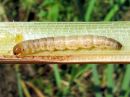 Nonagria_typhae_larva_osmankaamiyokkonen_toukka_IMG_0538.JPG