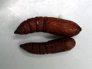 Nonagria_typhae_pupa_osmankaamiyokkonen_kotelo_IMG_0361.JPG