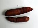 Nonagria_typhae_pupa_osmankaamiyokkonen_kotelo_IMG_0363.JPG