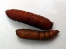 Nonagria_typhae_pupa_osmankaamiyokkonen_kotelo_IMG_0365.JPG